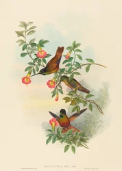 Helianthea eos Gouden Ster-voorhoofd. Makers: John Gould, Henry Constantine Richter