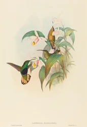 Lafresnaya flavicaudata Buff-staart Fluweelborst. Makers: John Gould, Henry Constantine Richter