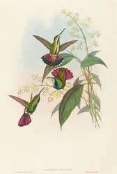 Lampornis prevosti. Makers: John Gould, Henry Constantine Richter