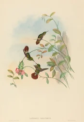 Lophornis chalybeus Feestelijke Coquette