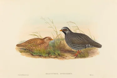 Malacoturnix superciliosus Bergkwartel