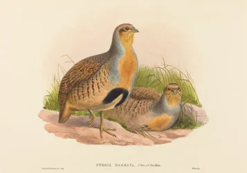 Perdix barbata Daurische Patrijs