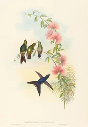 Ramphomicron microrhyncha Kleinbekdoornvogel
