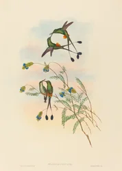 Spathura peruana, Peruaanse racketstaart. Makers: John Gould, Henry Constantine Richter.