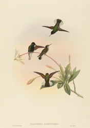 Callipharus nigriventris, zwartbuikkolibrie
