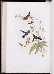 Een Monografie van Trochilidae, of Familie van Kolibries, gepubliceerd 1849-61
