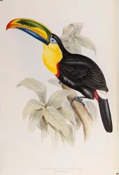 Een Monografie van de Ramphastidae, of Familie van Toekans, Eerste Editie, gepubliceerd 1834