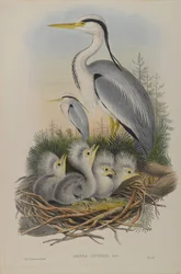 Ardea Cinerea - Reiger