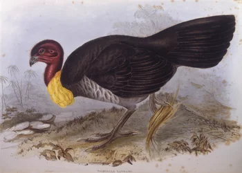 Australische borstelkalkoen (Alectura lathami), gravure