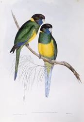 Australische halsbandparkiet (Barnardius of Platycercus zonarius), gravure door John Gould