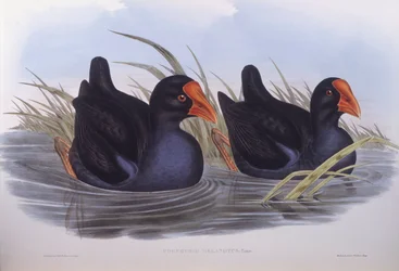 Australische purperkoet (Porphyrio melanotus), gravure door John Gould