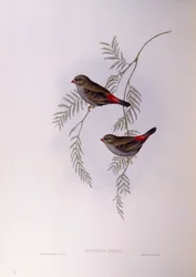 Mooie vuurstaart (Stagonopleura bella), gravure door John Gould