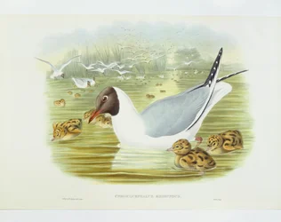 Zwartkopmeeuw (Larus ridibundus), gravure door John Gould, William Hart, H C Richter