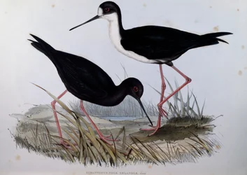 Zwarte Steltkluut (Himantopus novaezelandiae), gravure uit Birds of Australia