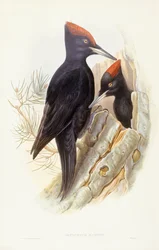 Zwarte specht (Dryocopus martius), gravure door John Gould