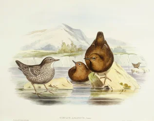 Bruine waterspreeuw (Cinclus pallasii), Gravure door John Gould