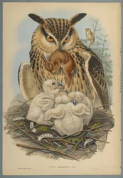 Bubo Maximus: Uil
