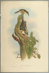 Certhia Familiaris - Boomkruiper