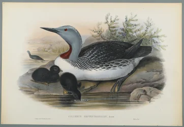 Colymbus Septentrionalis: Roodkeelduiker
