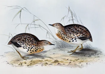 Gewone Kwartel (Turnix sylvatica), gravure uit Birds of Europe, door John Gould (1804-1881)
