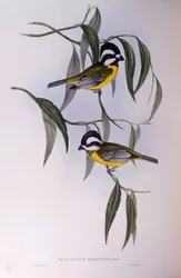 Kuifklauwier (Falcunculus frontatus), gravure