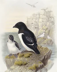 Kleine alk (Alle alle), Gravure door John Gould