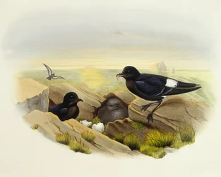 Europese stormvogel (Hydrobates pelagicus), Gravure door John Gould