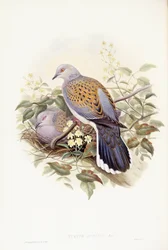 Europese tortelduif (Streptopelia turtur), gravure door John Gould