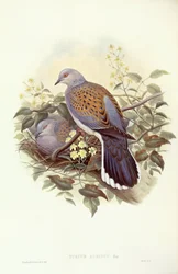 Europese tortelduif (Streptopelia turtur), Gravure door John Gould