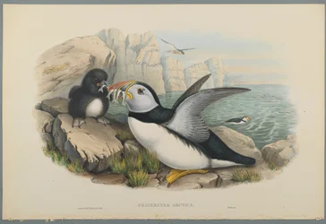Fratercula Artica: Papegaaiduiker