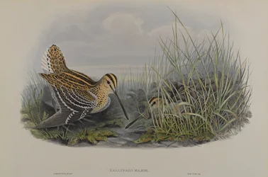 Gallinago Major - Grote Snip