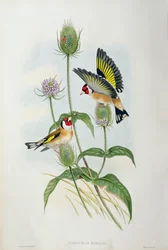 Putter (Carduelis Elegans)