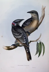 Grote prieelvogel (Chlamydera nuchalis), gravure uit Birds of Australia