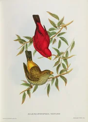 Haematospiza Sipahi, illustratie uit “Vogels van Azië”, deel I, delen I-VI, door John Gould, 1850-54