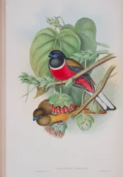 Harpactes Fasciatus, plaat uit The Birds of Great Britain door John Gould, gepubliceerd 1862-73