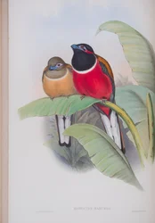 Harpactes Kasumba, plaat uit The Birds of Great Britain door John Gould, gepubliceerd 1862-73