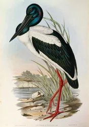 Illustratie uit John Gould
