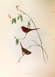 Illustratie uit John Gould