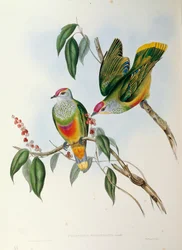 Illustratie uit John Gould
