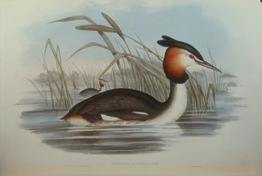 Illustratie uit John Gould