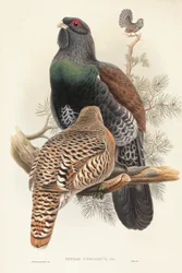 Illustratie uit John Gould