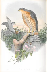Illustratie van Accipiter Nisis (Sperwer)
