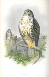 Illustratie van Buteo Vulgaris (Buizerd)