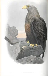 Illustratie van Haliaetus Albicilla (Zeearend)