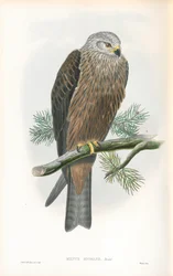 Illustratie van Milvus Migrans (Zwarte Wouw)