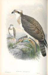 Illustratie van Pandion Haliaetus (Visarend)