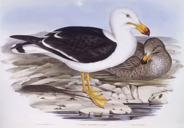 Pacifische meeuw (Larus pacificus), gravure door John Gould