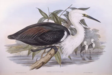 Pacifische reiger (Ardea pacifica), gravure door John Gould