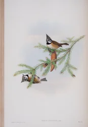 Parus Cristatus, plaat uit The Birds of Great Britain door John Gould, uitgegeven 1862-73