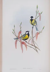 Parus Major, plaat uit The Birds of Great Britain door John Gould, uitgegeven 1862-73